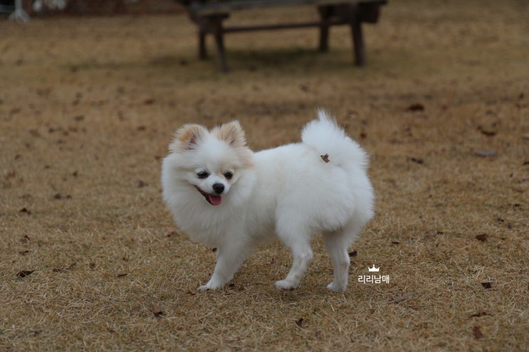  강아지 뾰루지, 여드름 피부병 농피증 (피부 각질, 탈모)