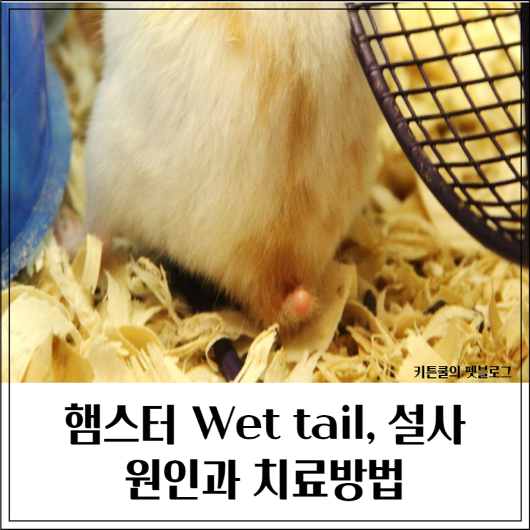  햄스터 웻테일, 설사, 꼬리젖음 원인 및 예방 치료방법