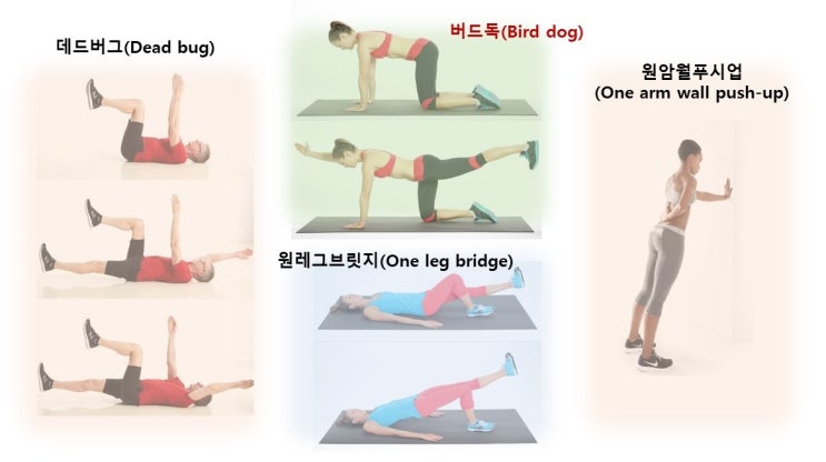 요추다열근(허리뭇갈래근, Lambar Multifidus), 허리통증과 다열근운동, 버드독(Bird dog)운동