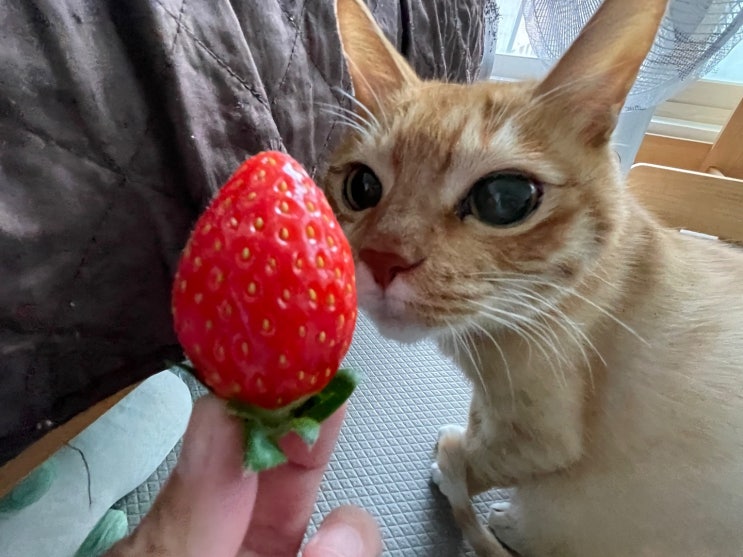  고양이 딸기 과일 먹어도 될까 (+ 주의사항)