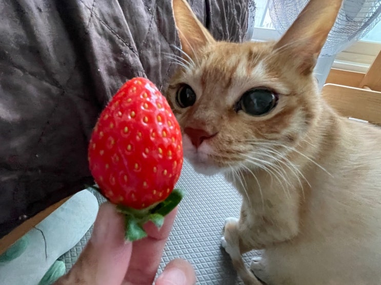 고양이 딸기 과일 먹어도 될까 (+ 주의사항)