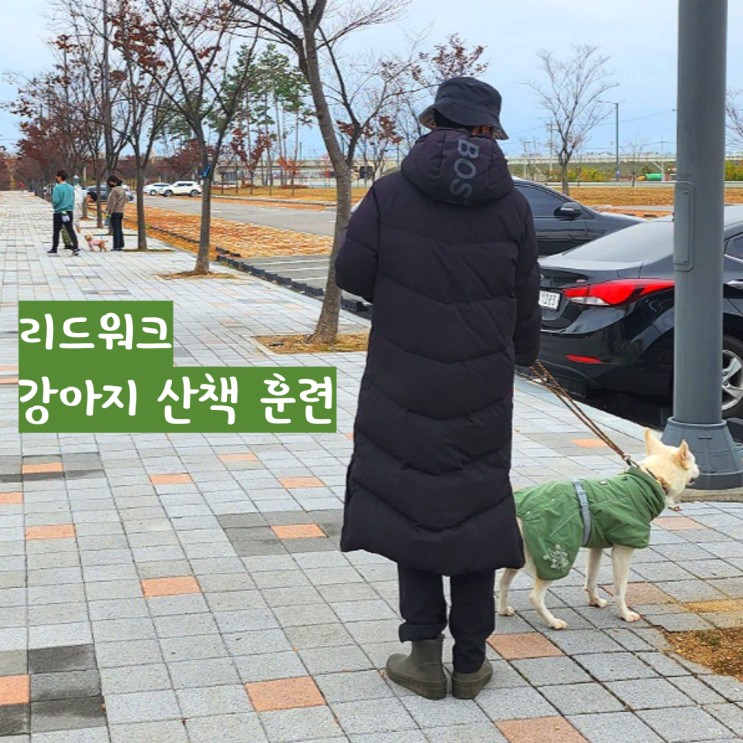 강아지 산책 교육, 즐거운 산책을 위한 리드 워킹 강아지 산책 교육, 즐거운 산책을 위한 리드 워킹