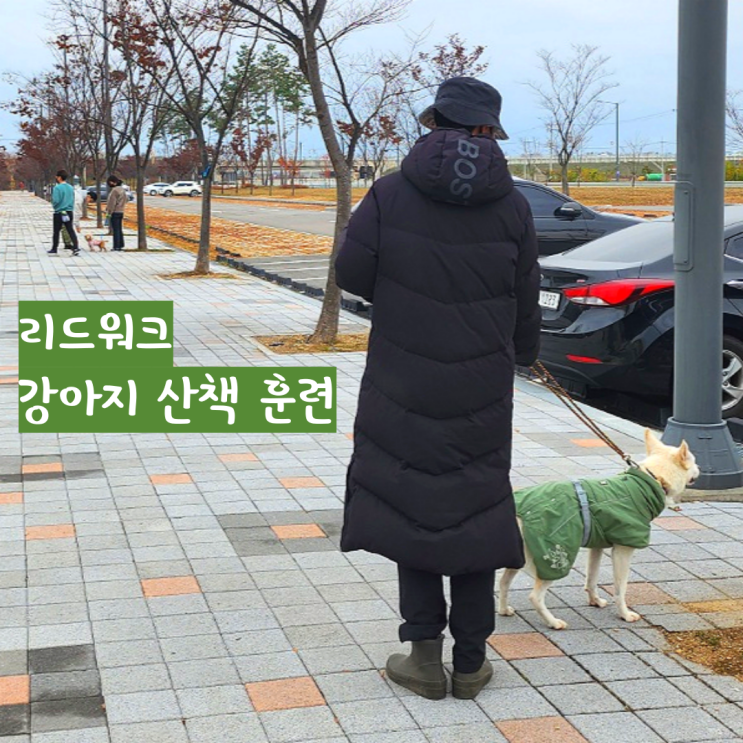 강아지 산책 교육, 즐거운 산책을 위한 리드 워킹