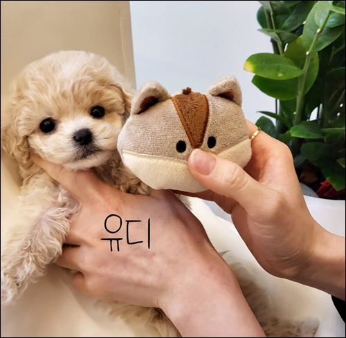  별내동강아지분양 평생의 반려견을 만나다