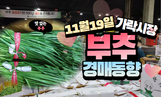  [경매사 일일보고] 11월 19일자 가락시장 "부추" 경매동향을 살펴보겠습니다!