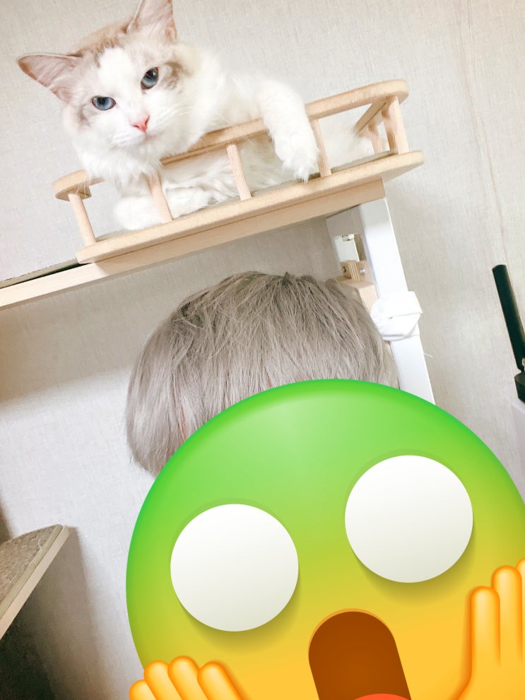 타루의 100문 100답 블로그 챌린지 (내가 이런 걸 이어받을 줄이야.....) 타루의 100문 100답 블로그 챌린지 (내가 이런 걸 이어받을 줄이야.....)