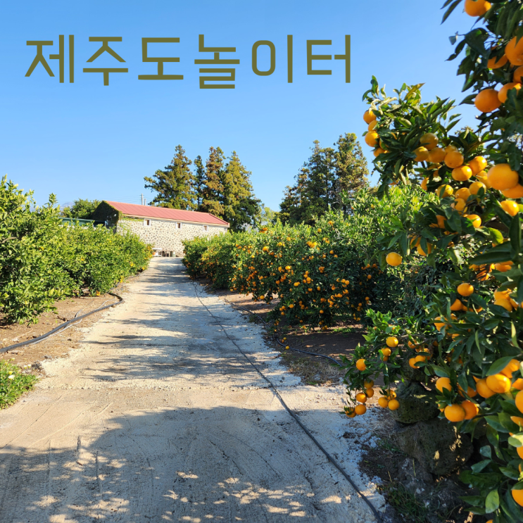  고향이 제주도라 감사합니다. (feat.귤맛집)