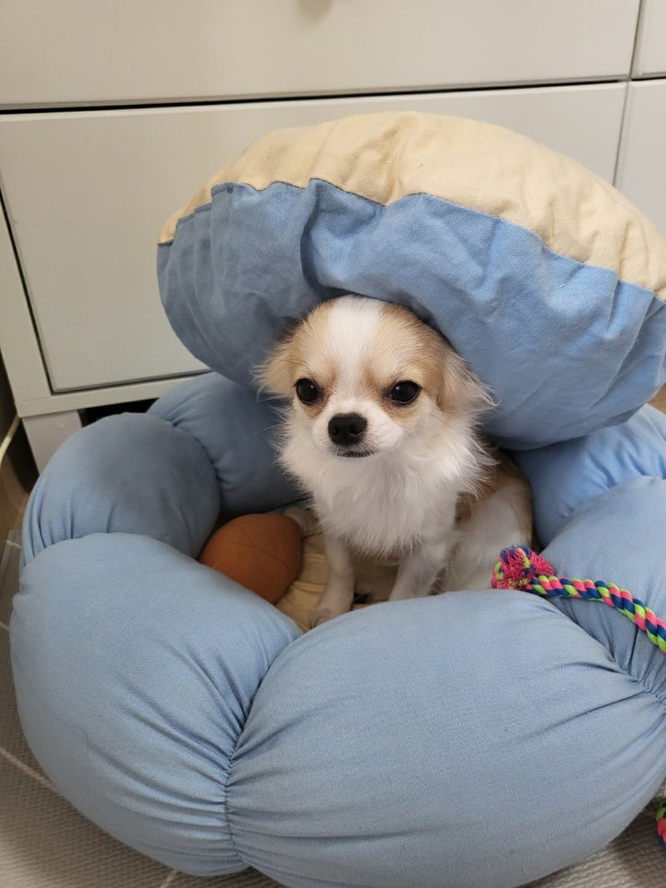  강아지 먹으면 안되는 과일 어떤 것들이 있을까