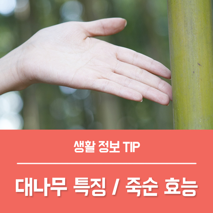 대나무 꽃말과 특징, 대나무 죽순 효능 4가지