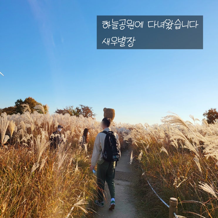  [ 서울 마포 ] 억새와 한강뷰, 맹꽁이차 '하늘공원'