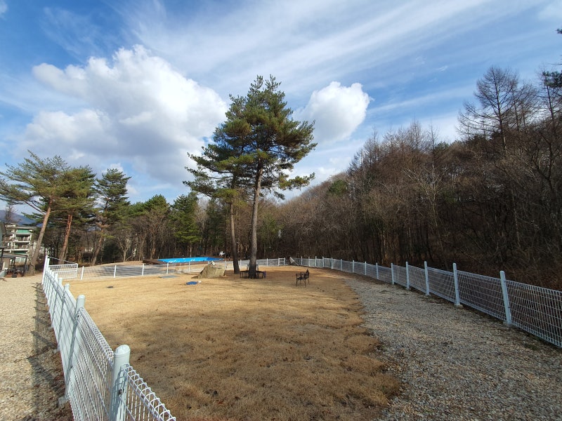 더 포레스트 펫랜드D동
