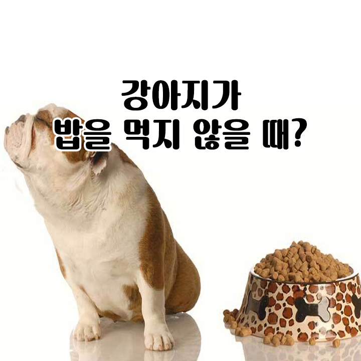  강아지가 밥을 먹지 않을 때?