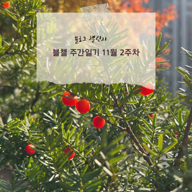  블챌 주간일기 11월 2주차