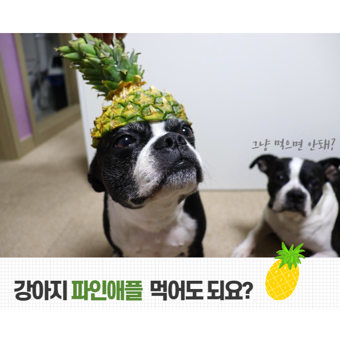  강아지 파인애플 먹어도 되는 과일 인가요?주의사항 메모하기