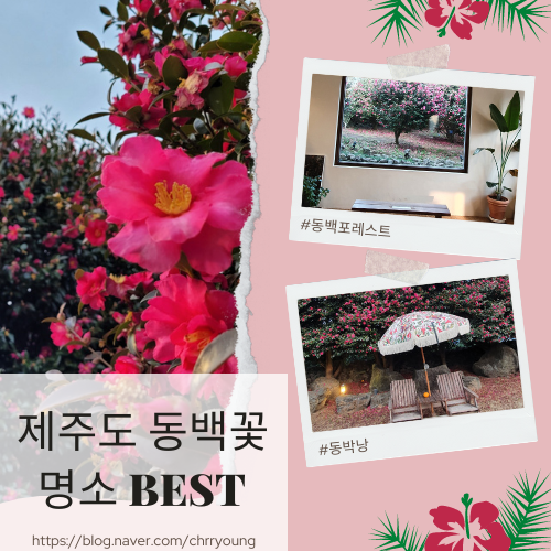  [제주 동백꽃 명소] 동백포레스트, 동박낭 BEST