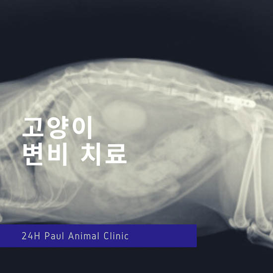  고양이 변비, 관장 시술 & 성남 분당 24시 폴 동물병원