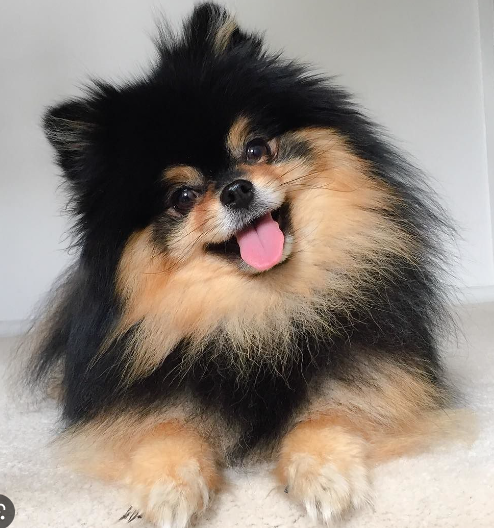  포메라니안종류, 포메라니안털 색깔 18가지