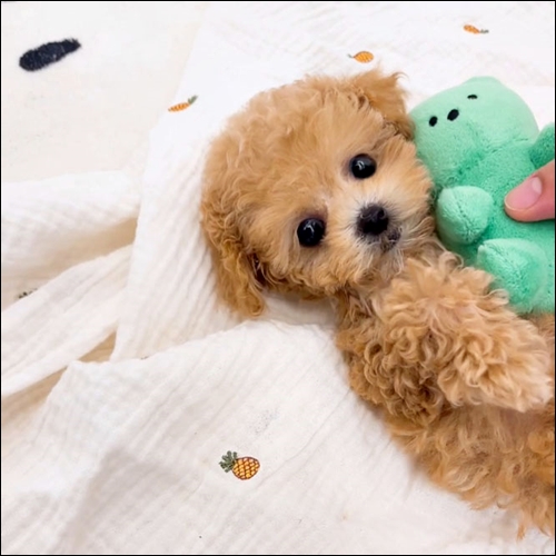 관저동애견분양 확실한 애견샵이였어요