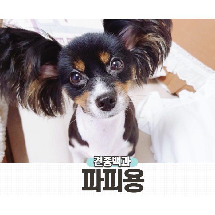  나비귀 파피용 견종의 특징 성격 털빠짐 알아보기