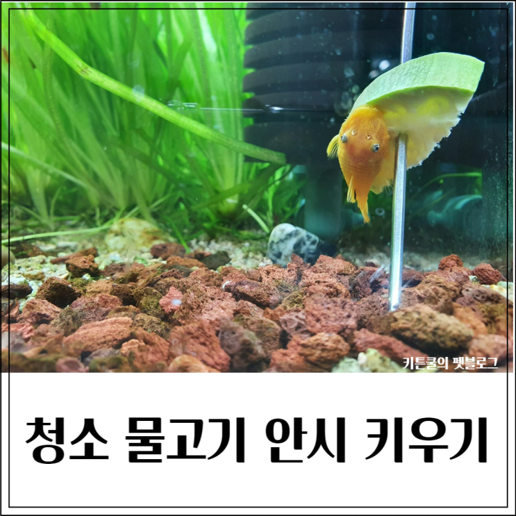 관상용 청소 물고기, 안시 숏핀 키우기_수명,먹이,암수구별,번식