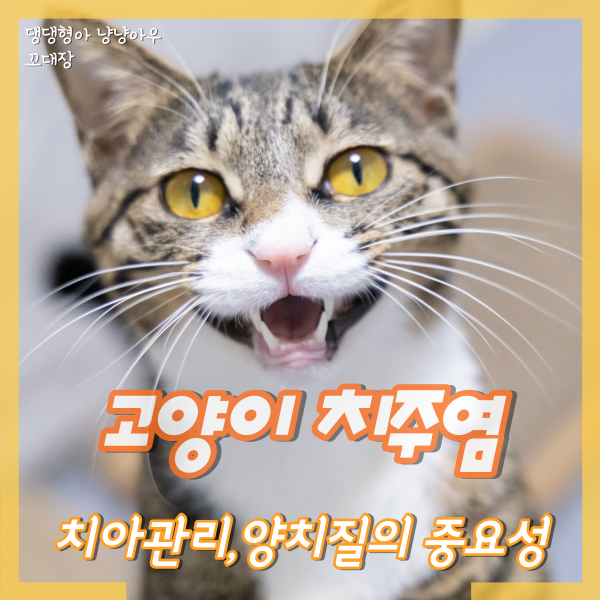  고양이 치주염, 치은염, 치아 관리, 양치질의 중요성