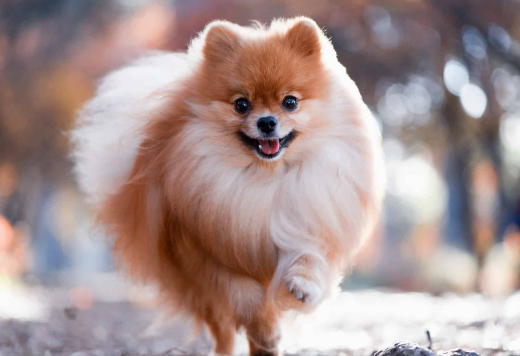  품종기준이 중요한 이유? 포메라니안 AKC UKC 품종기준