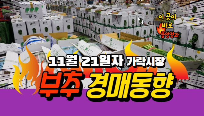 [경매사 일일보고] 11월 21일자 가락시장 "부추" 경매동향을 살펴보겠습니다!