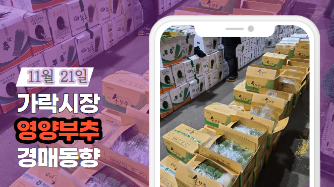 [경매사 일일보고] 11월 21일자 가락시장 "영양부추" 경매동향을 살펴보겠습니다!