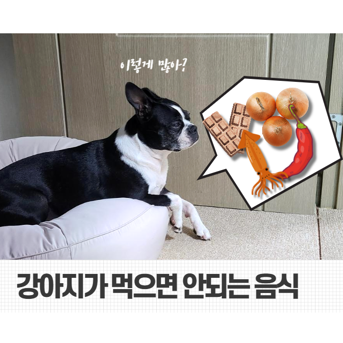  강아지가 먹으면 안되는 음식 및 주의사항 숙지하기