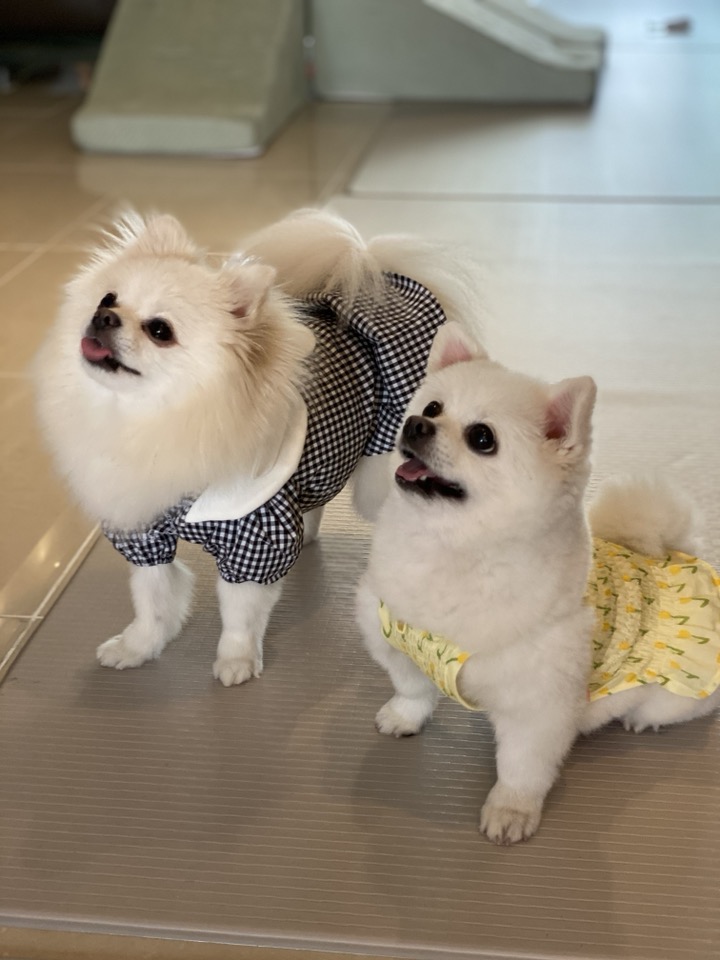  포메라니안이 속한 UKC 그룹이 뭘까요?