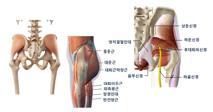고관절통증과 중둔근(중간볼기근, Gluteus Medius) 운동, 트렌델렌브르크보행(Trendelenburg gait)