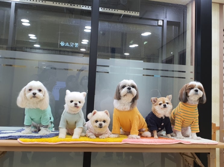  동물매개치료(Animal-assisted Therapy,AAT)