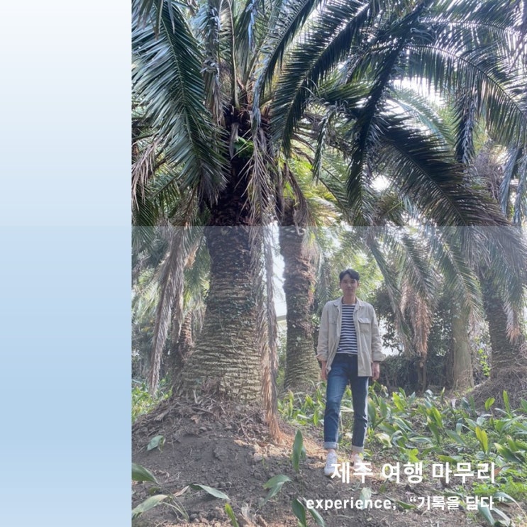  제주 애월 화랑스시,상가리야자숲,산양큰엉곶 주차,입장료