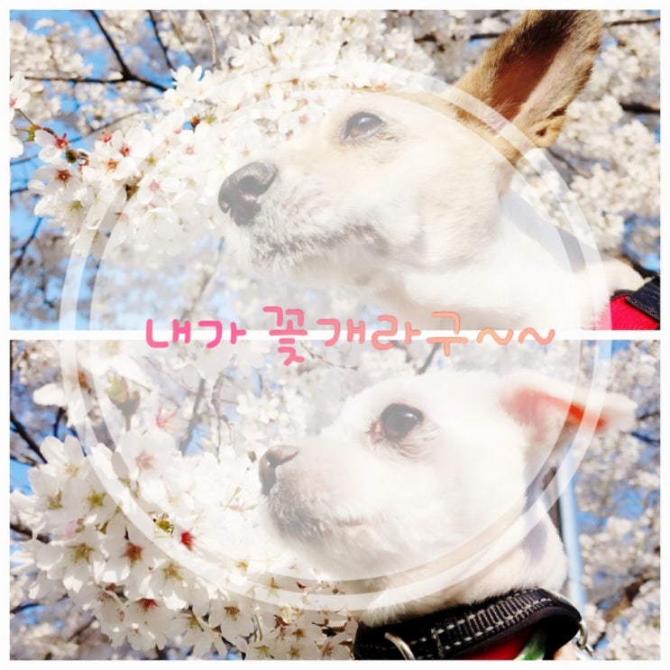 [산책일지]강아지사진 잘찍어보자 - 벚꽃사진(일명꽃개)
