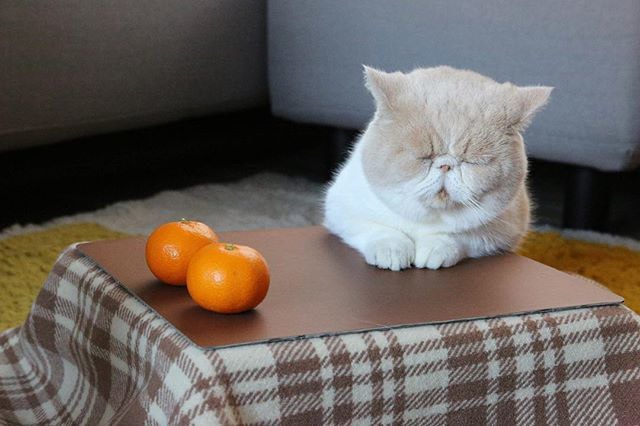 맛있는 밀감, 귤 잘 고르는 방법 알려드림 맛있는 밀감, 귤 잘 고르는 방법 알려드림