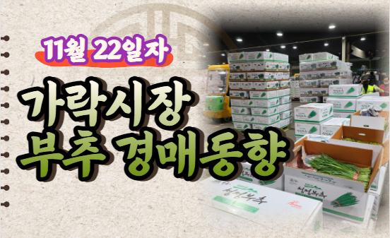  [경매사 일일보고] 11월 22일자 가락시장 "부추" 경매동향을 살펴보겠습니다!
