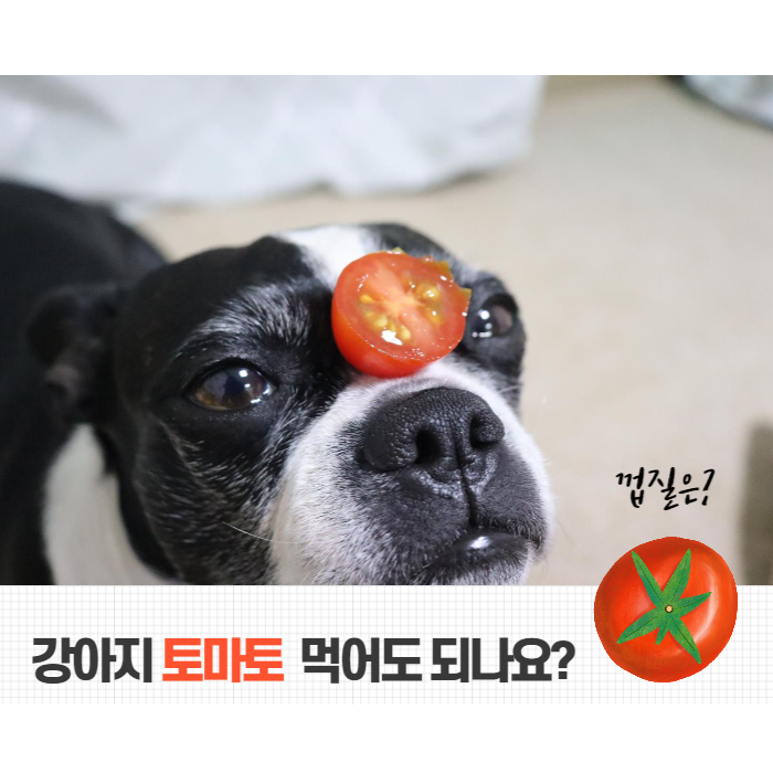  강아지 토마토 방울토마토 뭐가 더 좋을까? 효능&주의사항