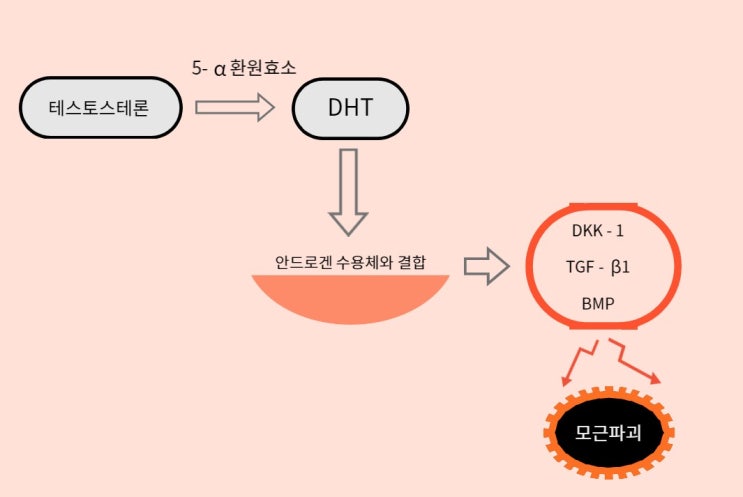  남성탈모, 유전없다고 안심해선 안되는 이유