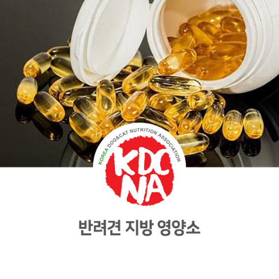  반려견 영양소 지방에 대해서 알아보자 [한국반려동물영양협회/댕밀헌/펫푸드공방/청주/공주/대전_1028]