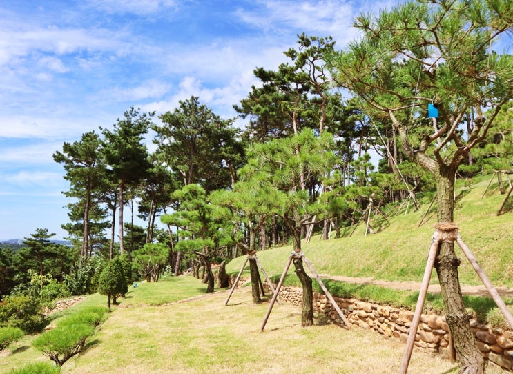  수목장을 생각할 때 검토 및 주의점