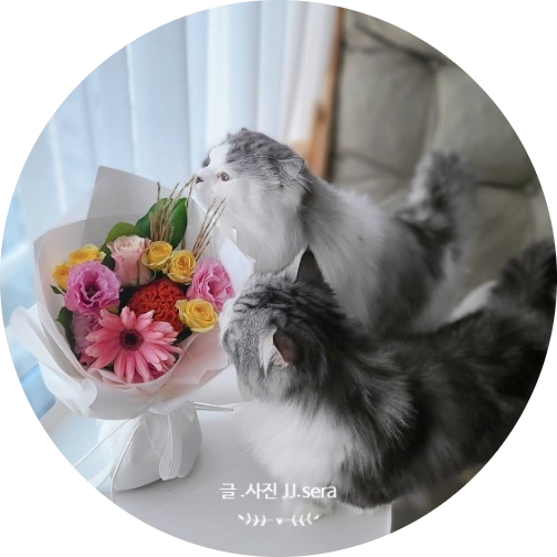 플로라노 꽃 정기구독 선물추천 - 고양이에게 해롭지 않은 꽃도 있어요.