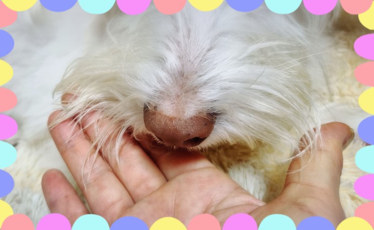 강아지 수염 기능과 역할 자르면 안되는 이유 방향 감각 상실