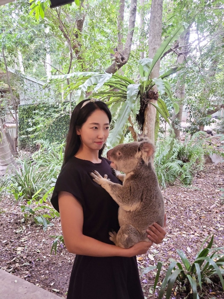 브리즈번 론파인 코알라 보호구역 lone pine koala sanctuary 코알라안기체험 캥거루먹이주기
