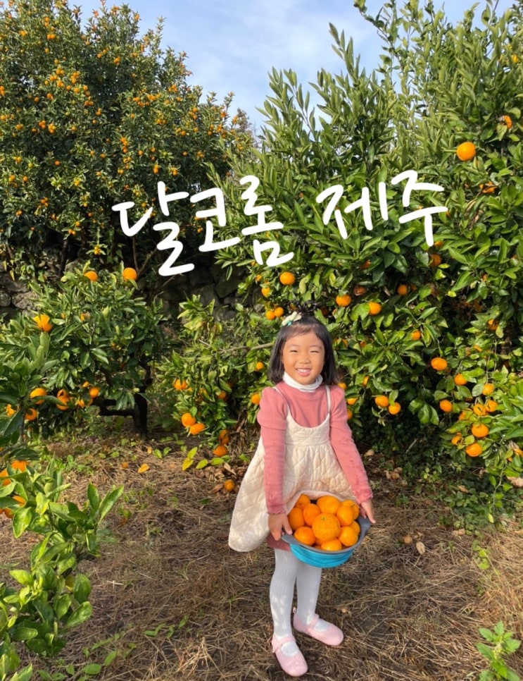  아이랑 함께 가기 좋은 내돈내산 감귤밭 감성숙소 ️달코롬 제주