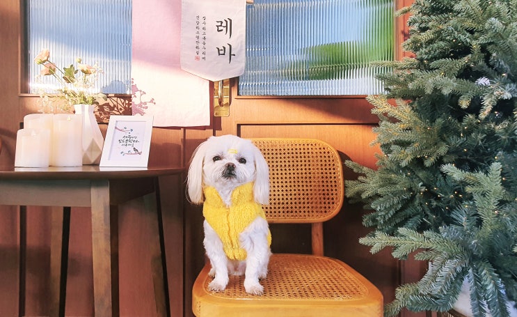  시흥 레인바우 광명 근처 애견운동장