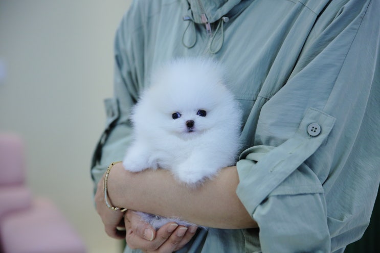  행복한 반려생활 꿀팁!! 울산 강아지분양 달링하이울산점에서 알려드리는 반려견의 입질 해결방법!!