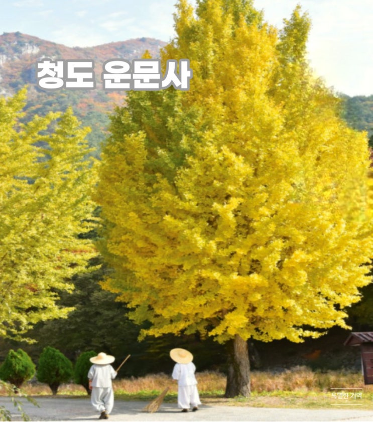  청도 운문사 은행나무 단풍은 내년을 기약하며 주차장, 사리암, 소나무 산책길도 아름다운 사찰