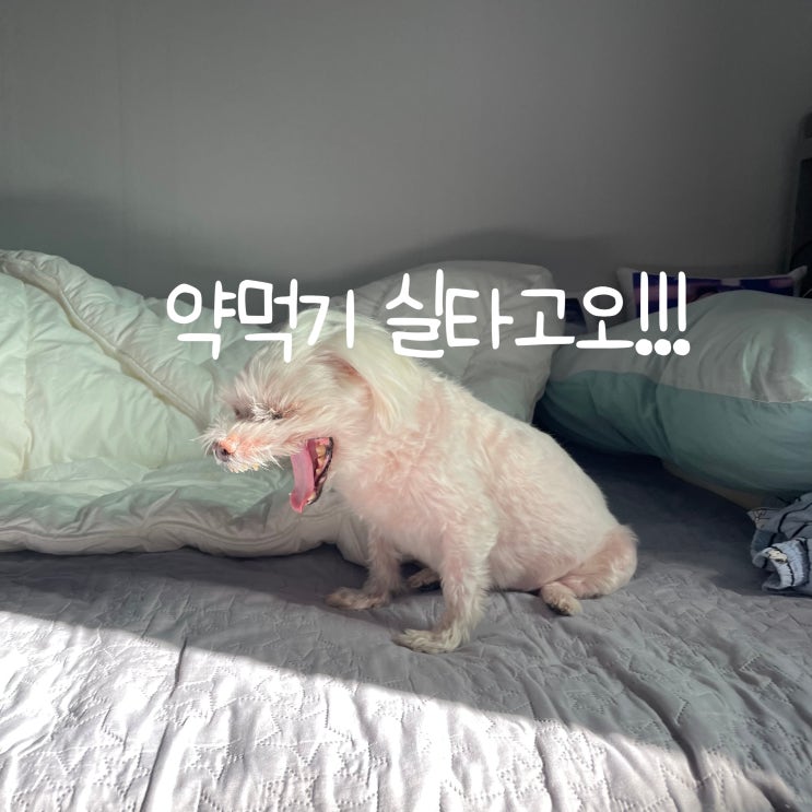  강아지 몰래 약 먹이기 미안하다 사랑한다
