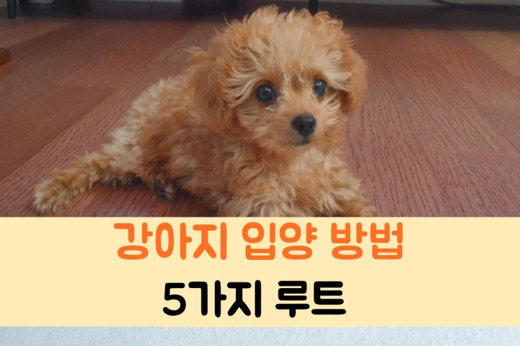  강아지 입양하는 방법 5가지나 있어요 (무료 분양 카페)