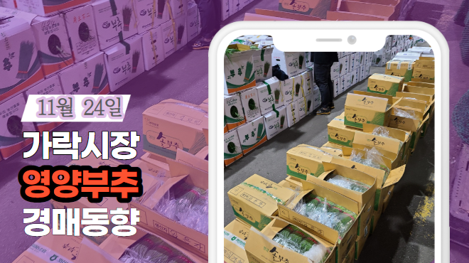  [경매사 일일보고] 11월 24일자 가락시장 "영양부추" 경매동향을 살펴보겠습니다!